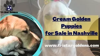 Cream Golden Puppies for Sale in Nashville- Buy One Furry Friend For You