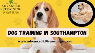 Choose a Perfect Trainer for Your Dog with Dog Training in Southampton