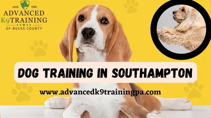 dog training in southampton