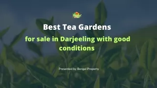 Best Tea Gardens for sale in Darjeeling with good conditions