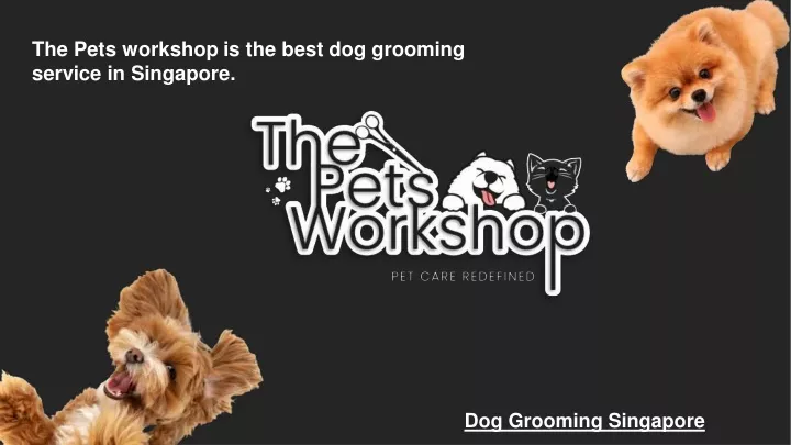 the pets workshop is the best dog grooming