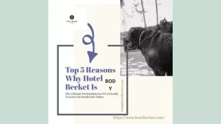 Pamper Your Pooch: Pet-Friendly Hotels in South Lake Tahoe