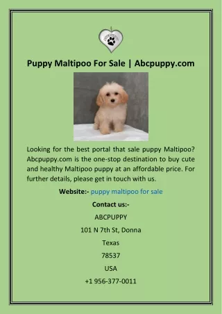 puppy maltipoo for sale abcpuppy com