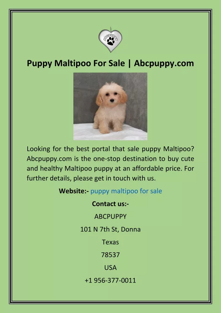 puppy maltipoo for sale abcpuppy com