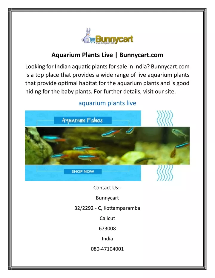 aquarium plants live bunnycart com