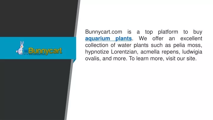 bunnycart com is a top platform to buy aquarium