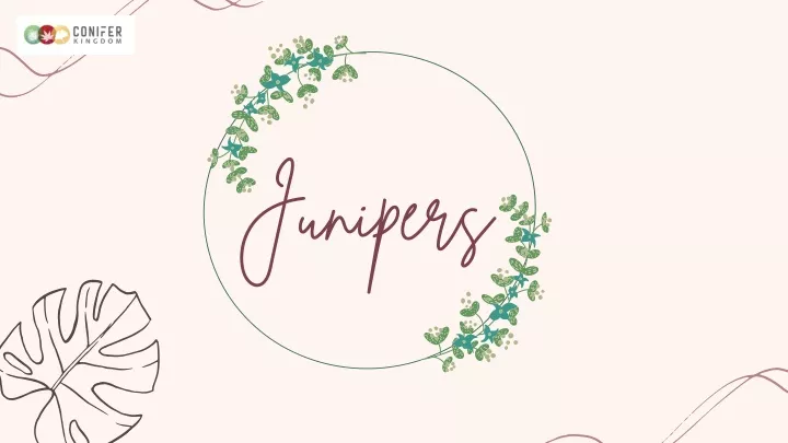 junipers