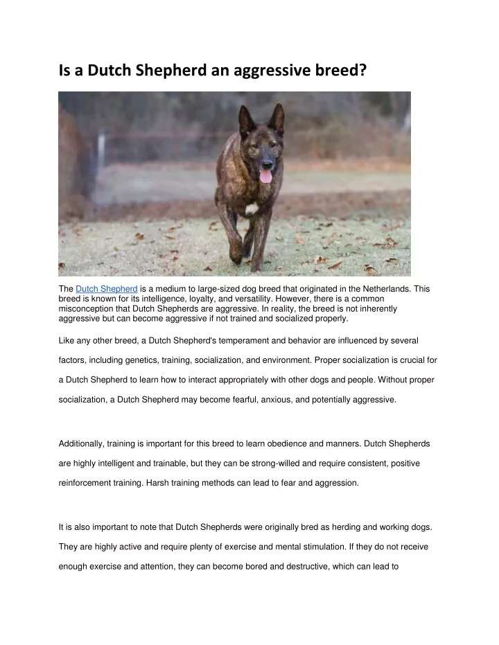 is a dutch shepherd an aggressive breed