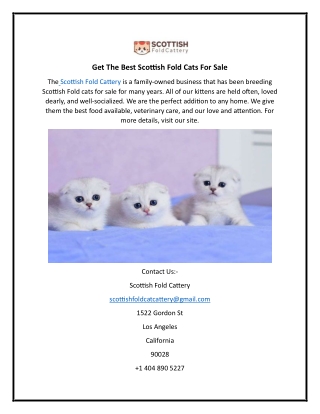 Get The Best Scottish Fold Cats For Sale