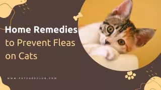 Natural Home Remedies to Keep Your Cat Free from Fleas - PetCareClub