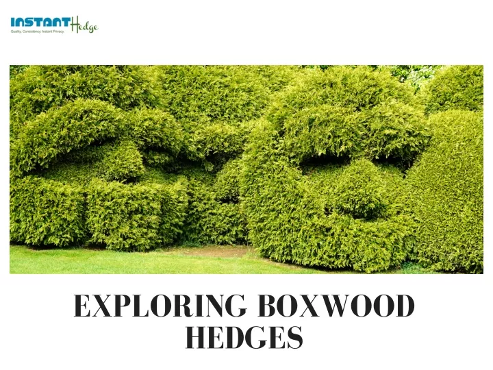 exploring boxwood hedges