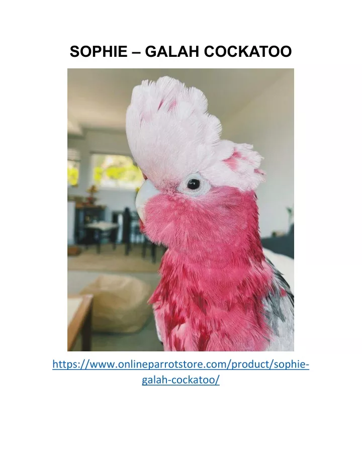 sophie galah cockatoo