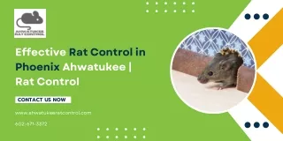 Effective Rat Control in Phoenix Ahwatukee  Rat Control