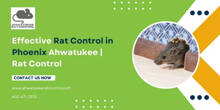 effective rat control in phoenix ahwatukee