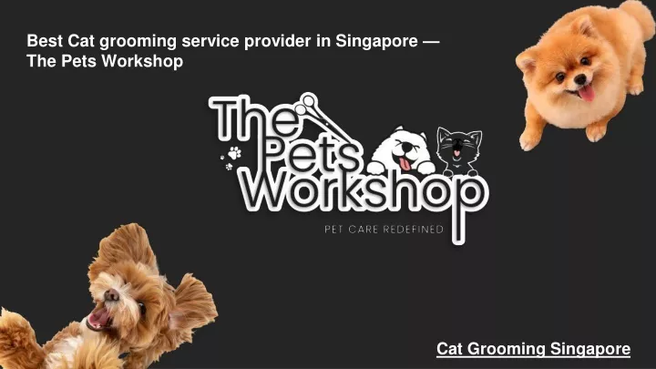 best cat grooming service provider in singapore the pets workshop