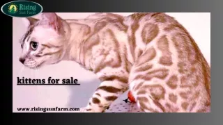 Charming & Beautiful kittens for sale at Rising Sun Farm