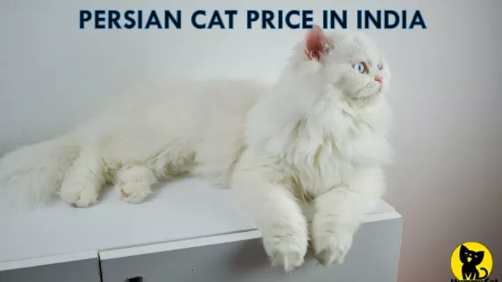 persian cat price in india