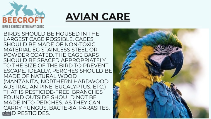 avian care