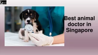 Best animal doctor in Singapore