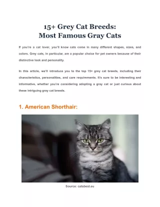 15  Grey Cat Breeds  Most Famous Gray Cats