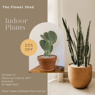 indoor plant delivery Melbourne