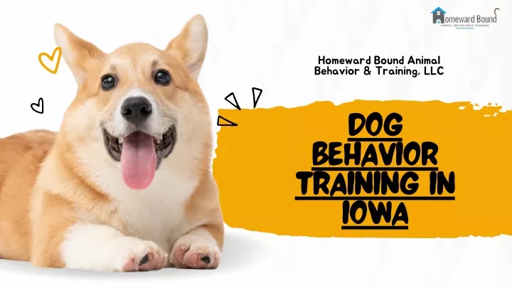 homeward bound animal behavior training llc