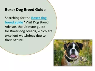 Boxer Dog Breed Guide