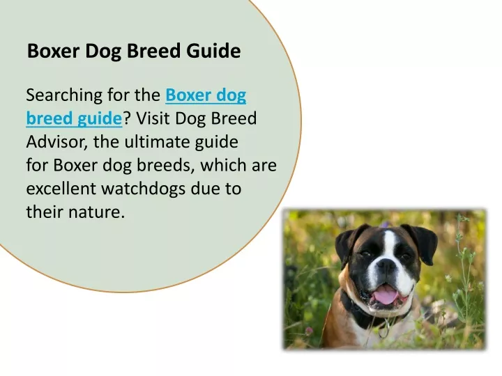 boxer dog breed guide