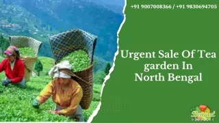 Urgent Sale Of Tea garden in North Bengal
