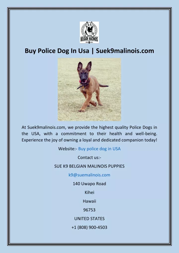 buy police dog in usa suek9malinois com