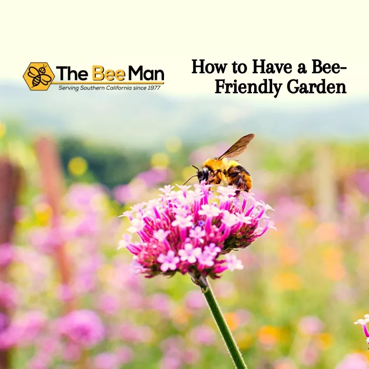 how to have a bee friendly garden