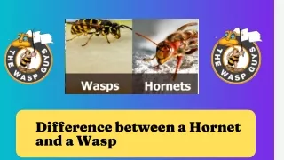 Difference between a Hornet and a Wasp