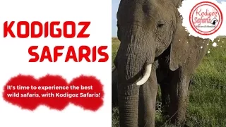 Tanzania Day Trip Wildlife Safari - Kodigoz Safaris