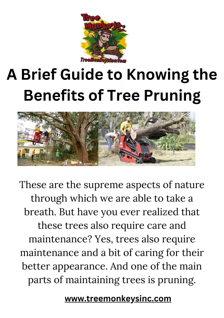a brief guide to knowing the benefits of tree