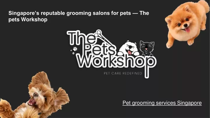 singapore s reputable grooming salons for pets