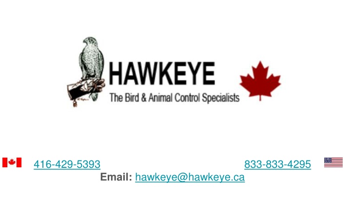 416 429 5393 833 833 4295 email hawkeye@hawkeye ca