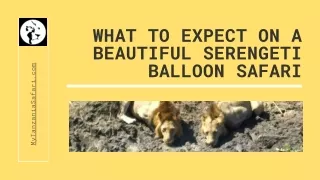 What to Expect on a Beautiful Serengeti Balloon Safari?