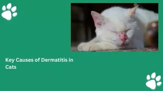 Key Causes of Dermatitis in Cats