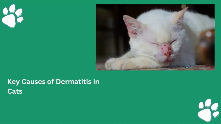key causes of dermatitis in cats