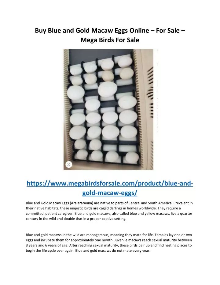 buy blue and gold macaw eggs online for sale mega