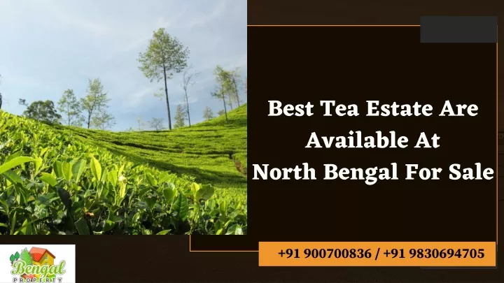 best tea estate are available at north bengal