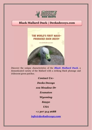 Black Mallard Duck | Deeksdecoys.com