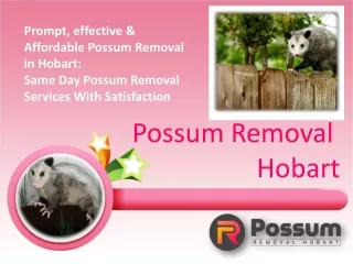 Possum Removal Hobart