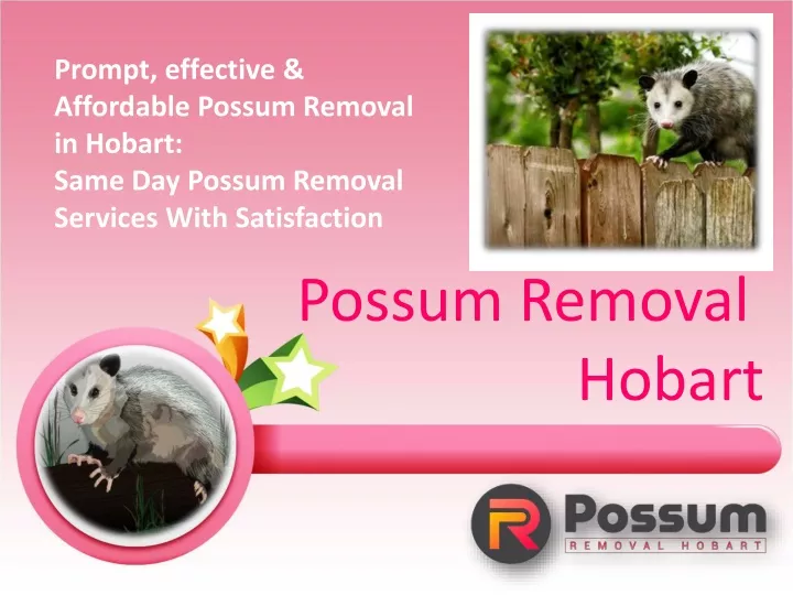 prompt effective affordable possum removal