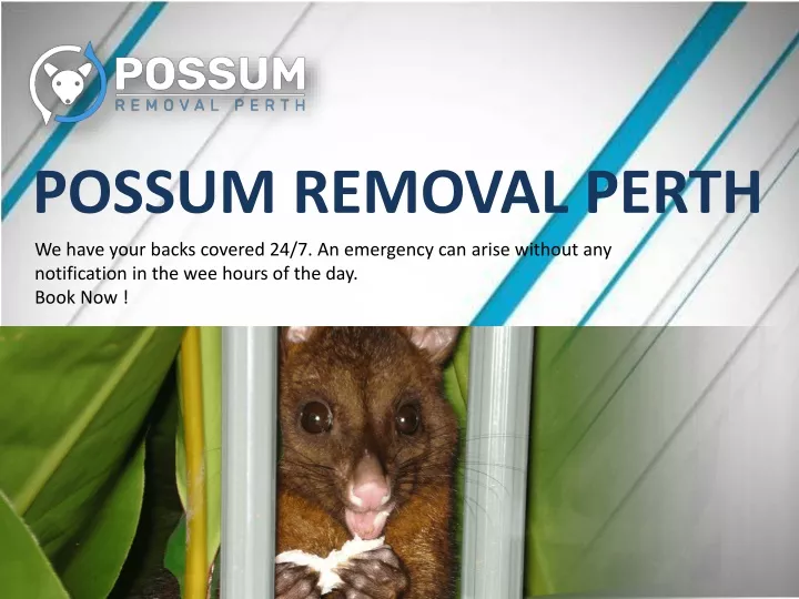 possum removal perth