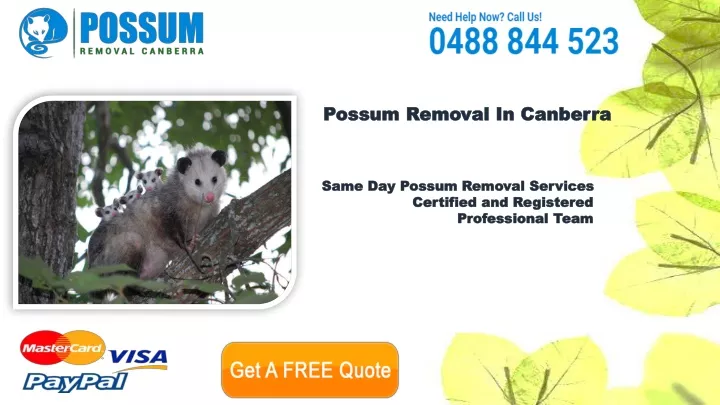 possum removal in canberra