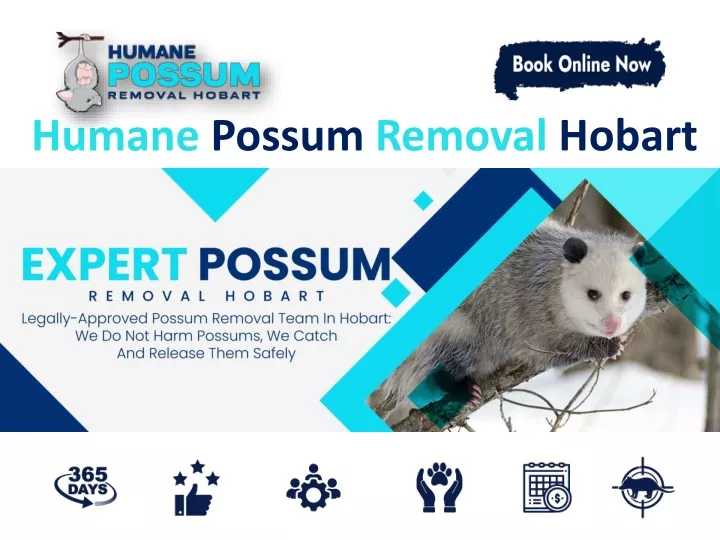 humane possum removal hobart