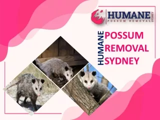 Humane Possum Removal Sydney