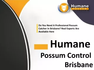 Humane Possum Removal Brisbane