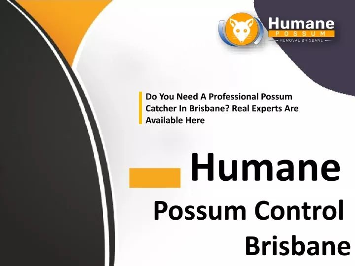 do you need a professional possum catcher